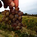 Vinica Limbach