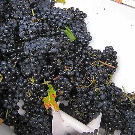 Vinica