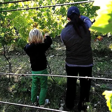 Vinica Limbach