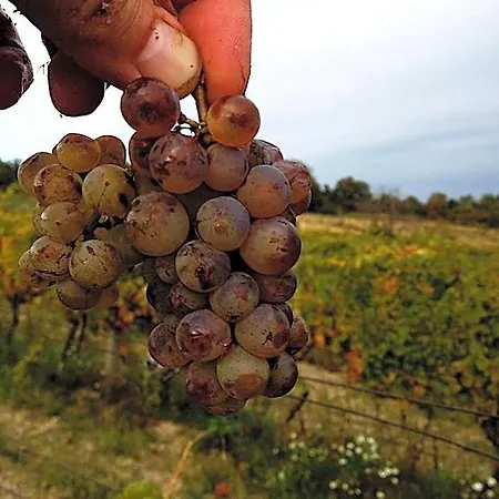 Vinica