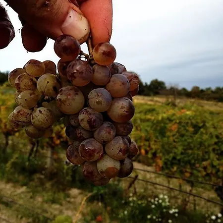 Vinica Limbach